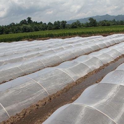 Réseau d'insectes anti-UV en HDPE Solution idéale pour la protection des arbres fruitiers