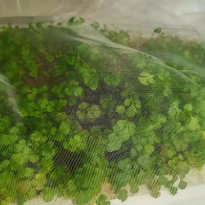 TRAPS Réseau de jardinage en plastique pour les plantes Barrière antiparasitaire Mouche insecte insecte Oiseau Écrans anti-insectes Protéger les fruits Fleurs légumes